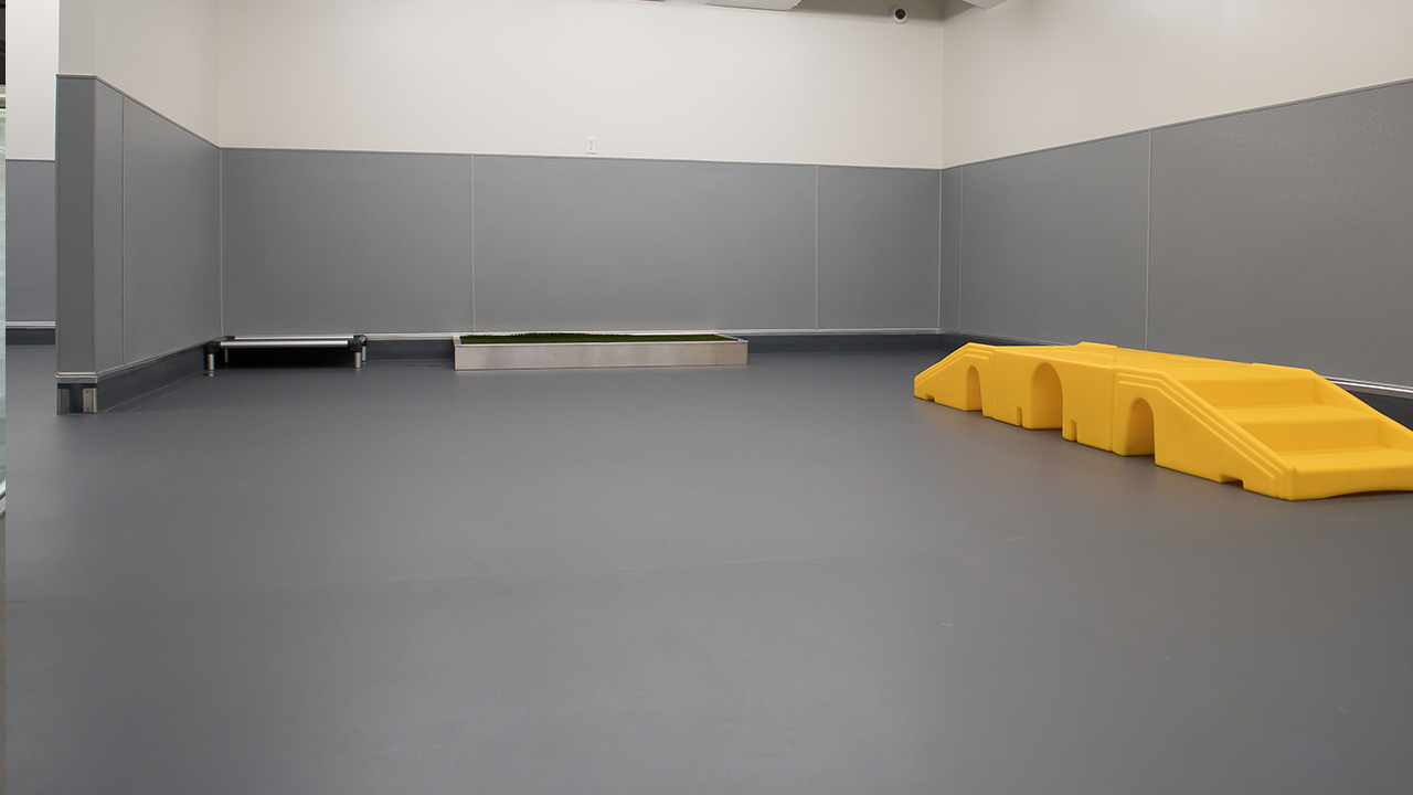 Indoor dog playroom with gray floors and a yellow plastic ramp.